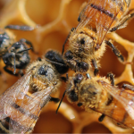 El 20 de maig es commemora el Día Mundial de les Abelles