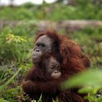 L'oli de palma és l'oli més venut i consumit en tot el món i els orangutans pateixen les seves conseqüències.