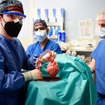 Trasplantament cor porc