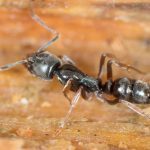 Formiga agulla asiàtica