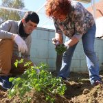 Discapacitat intel·lectual desenvolupament