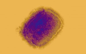 Virus verola mico