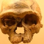Crani d'homo sapiens trobat al jaciment de Jebel Irhoud Ryan Somma Wikipedia
