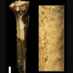 Imatge procedent de l'estudi Early Pleistocene cut marked hominin fossil from Koobi Fora, Kenya publicat a Scientific Report