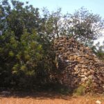 Barraca de pedra seca una mica esfondrada a la partida de la Cova del Duc, al terme municipal de l'Ametlla de Mar (Joan M Borràs/ Wikipedia)