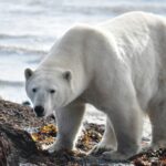 Els óssos polars estan perdent entre el 4% i l'11% de la seva massa corporal (Jason Hillier/ Unsplash)