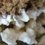 Pachyseris rugosa, afectada per blanqueig de corall. Illa Lizard, Austràlia (Ryan McMinds/Wikicommons)