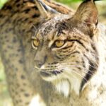 Exemplar de linx ibèric (AR ® Escuela Superior de Medio Ambiente)