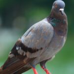 El moviment Birds aren't real és una paròdia ideada i compartida per Peter McIndoe.