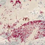 Pintures descobertes a Leang Karampuang (Universitat de Griffith)