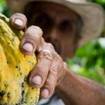 Els agricultors no solen rebre més del 6% del preu de cada xocolata final (Pixabay)