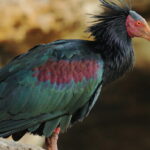 Exemplar d'Ibis eremita, una espècie en risc d'extinció (Agustín Povedano/Flickr)