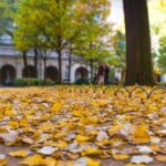 L'equinocci marca l'inici de la tardor a l'hemisferi nord (Freepik)