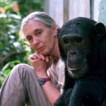 Les recerques de Jane Goodall van permetre descobrir que els ximpanzés poden fabricar eines i utilitzar-les com els humans/Michael Neugebauer-Jane Goodall Institute