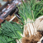 Un manat de calçots de temporada/Clara Soler Chopo-Ajuntament de Barcelona