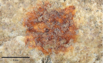 Imatge de l'empremta dactilar. S'hi veu una taca marró amb pigments ocres.