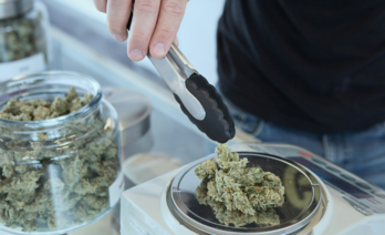 El cànnabis per a ús terapèutic només es dispensarà als hospitals/(Budding / Unsplash)