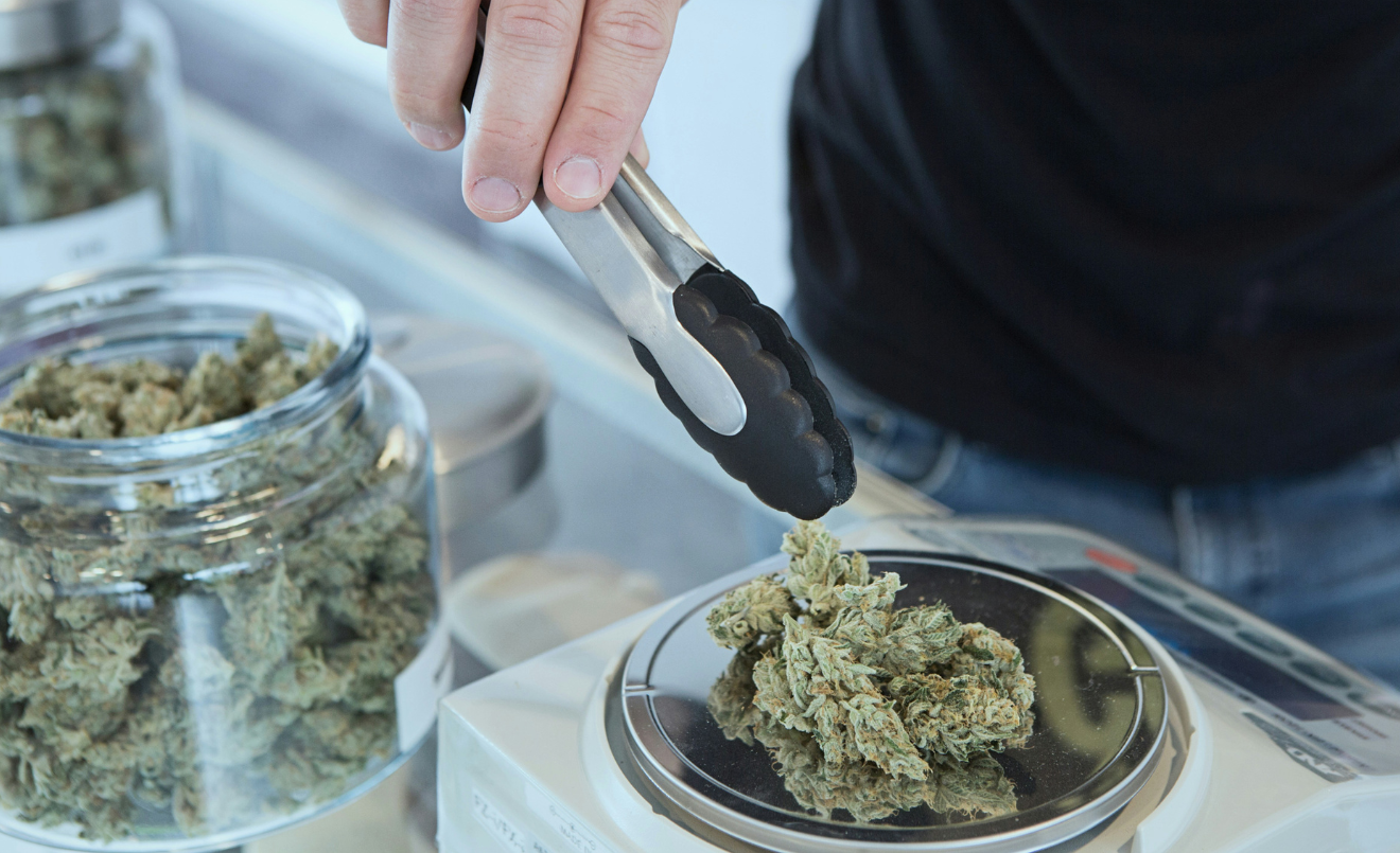 El cànnabis per a ús terapèutic només es dispensarà als hospitals/(Budding / Unsplash)