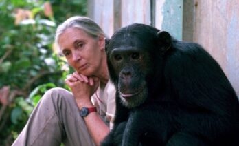 Les recerques de Jane Goodall van permetre descobrir que els ximpanzés poden fabricar eines i utilitzar-les com els humans/Michael Neugebauer-Jane Goodall Institute