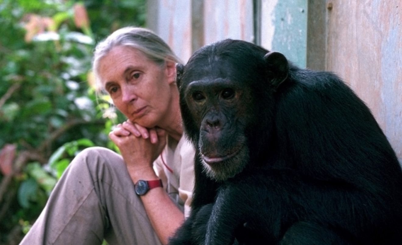 Les recerques de Jane Goodall van permetre descobrir que els ximpanzés poden fabricar eines i utilitzar-les com els humans/Michael Neugebauer-Jane Goodall Institute